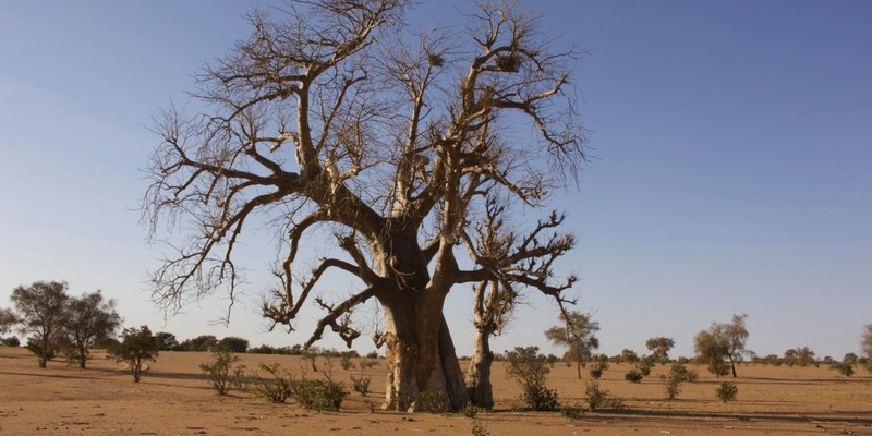 Changement Climatique